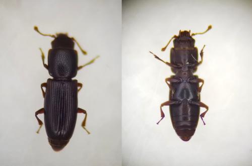 Rhizophagus parallelocollis