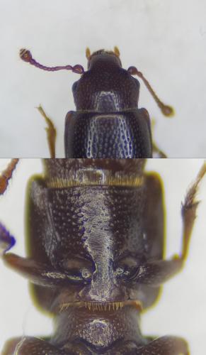 Rhizophagus parallelocollis