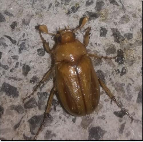 Réf. 255 973 : Rhizotrogus marginipes