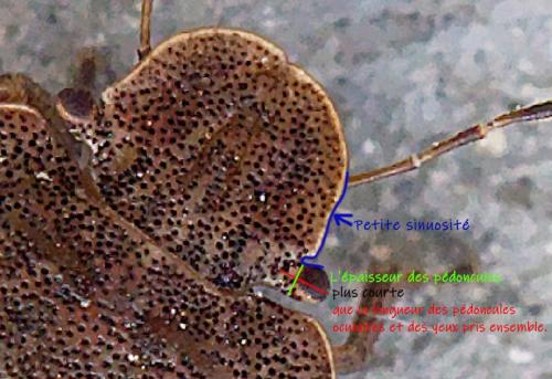 Réf. 255 946 : Sciocoris (homalonotus-microphthalmus)