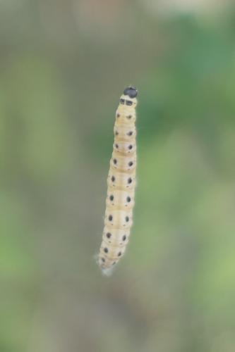 Yponomeuta sp.