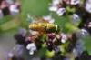255429 – Photo : naudon david – France (87)