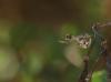 255898 – Photo : Catherine Reymonet-Smitten – France (31)