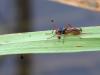 255364 – Photo : Lionel Casset – Bénin