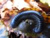 255044 – Photo : Etienne de Sauvage – France (06)