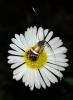 255786 – Photo : michel verolet – France (07)