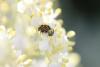 255923 – Photo : vincent thary – France (84)