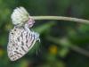 255737 – Photo : Lionel Casset – Bénin