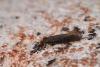255680 – Photo : Fabre Pierre Henri – France (34)