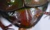 255884 – Photo : Christian Berquer – Madagascar