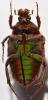 255296 – Photo : Christian Berquer – Madagascar
