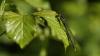 255688 – Photo : Thierry Wattez – France (79)