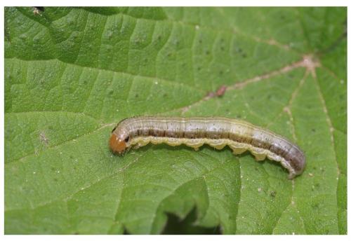 Réf. 256 547 : Apamea scolopacina