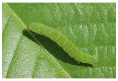 Epirrita sp.