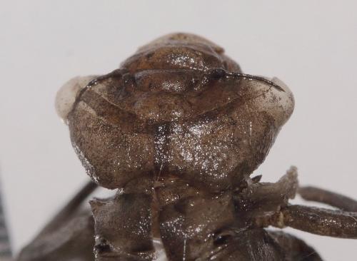 Brachytron pratense