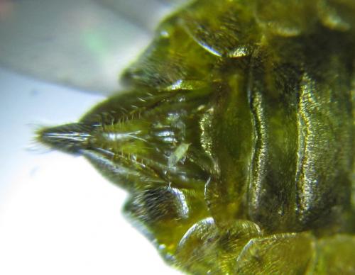Réf. 256 112 : Pristiphora gerula