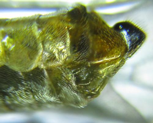 Réf. 256 113 : Pristiphora gerula