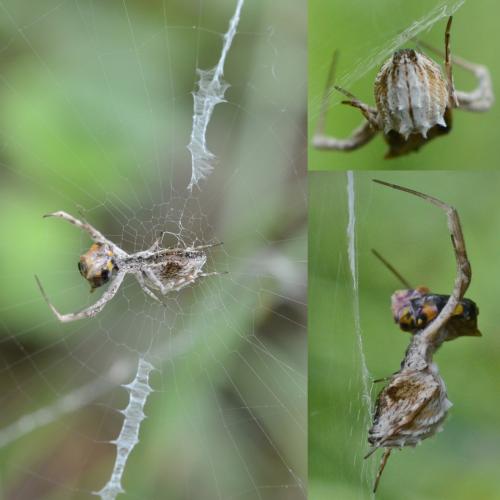 Uloborus walckenaerius