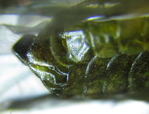 Réf. 256 114 : Pristiphora gerula