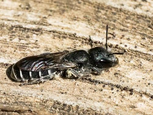 Réf. 256 377 : Osmia cephalotes