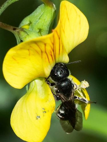 Réf. 256 373 : Osmia cephalotes