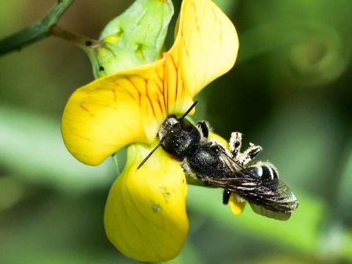 Osmia cephalotes