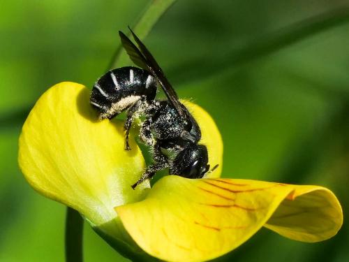 Réf. 256 376 : Osmia cephalotes