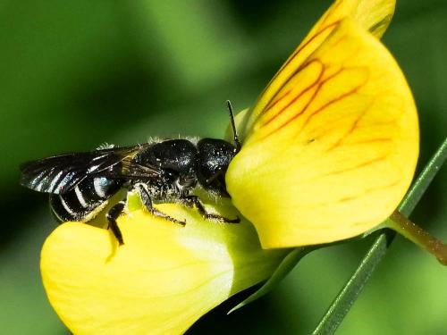Réf. 256 378 : Osmia cephalotes