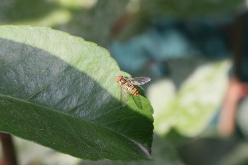 Episyrphus balteatus