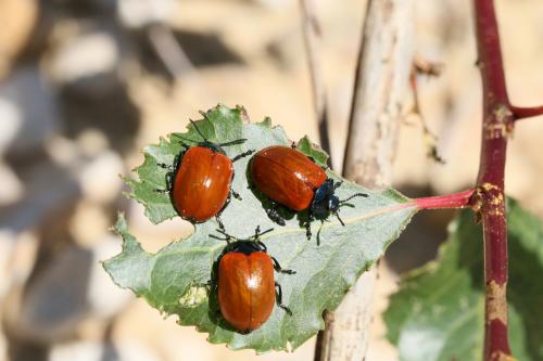 Réf. 256 936 : Chrysomela populi