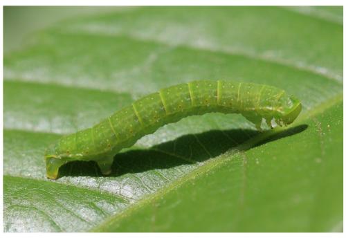 Epirrita sp.