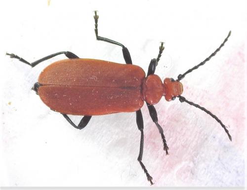 Réf. 256 212 : Pyrochroa serraticornis
