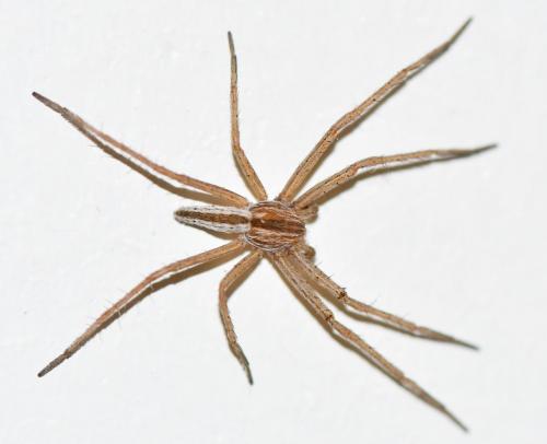 Tibellus sp.