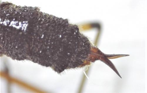 Ptychoptera contaminata
