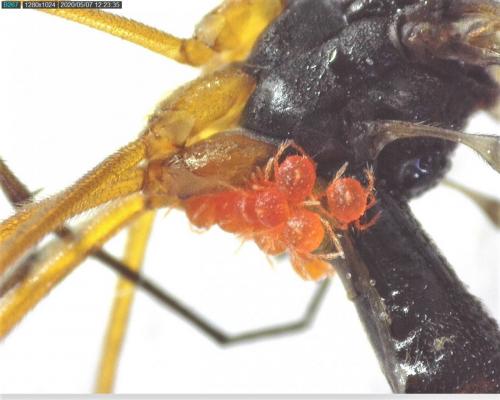 Réf. 256 223 : Ptychoptera contaminata