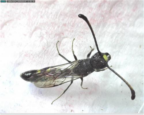 Monosapyga clavicornis