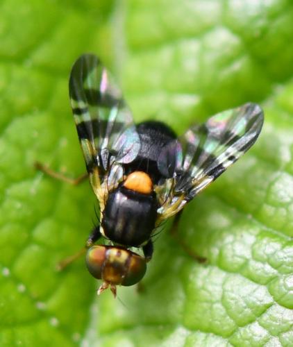 Rhagoletis cerasi