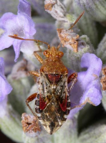 Rhopalus subrufus