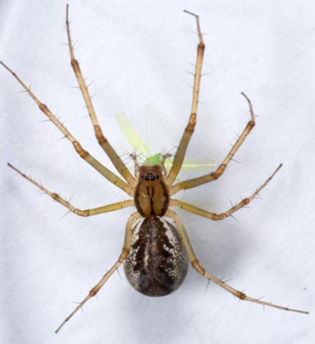Réf. 256 281 : Linyphia triangularis