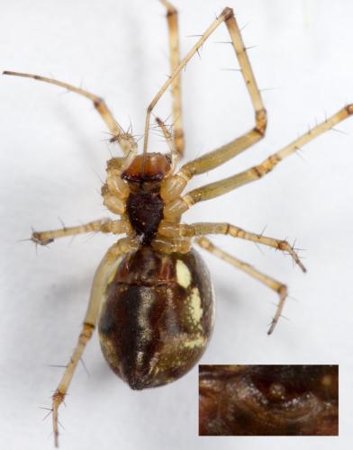 Linyphia triangularis