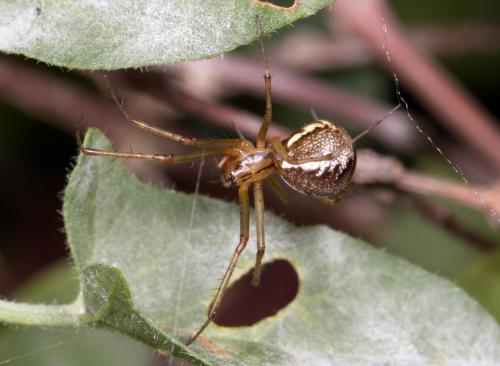 Réf. 256 283 : Linyphia triangularis