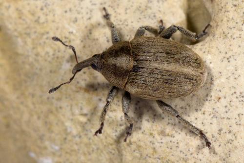 Réf. 256 423 : Sibinia pellucens