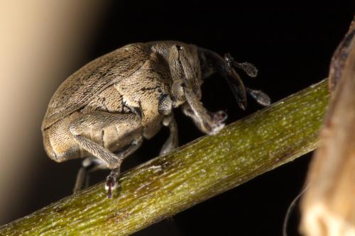 Réf. 256 424 : Sibinia pellucens