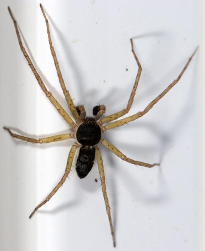Philodromus dispar