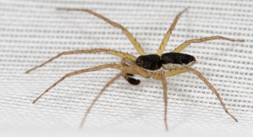 Philodromus dispar