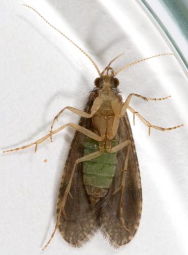 Cyrnus trimaculatus