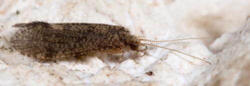 Cyrnus trimaculatus