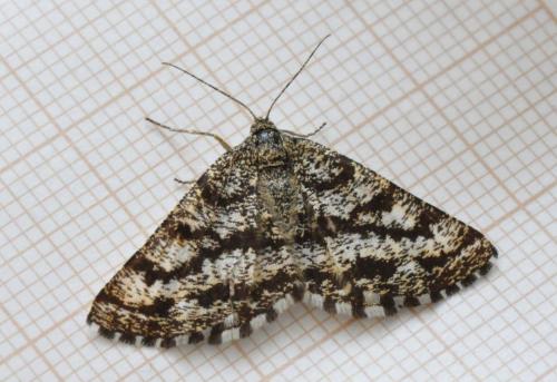 Réf. 256 135 : Ematurga atomaria