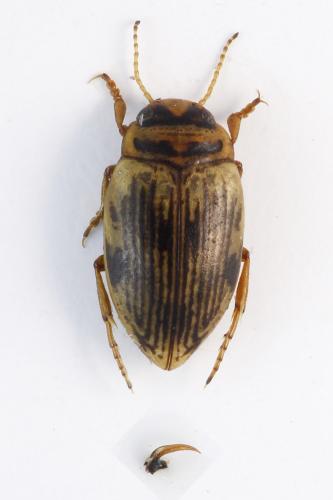 Réf. 256 557 : Oreodytes davisii