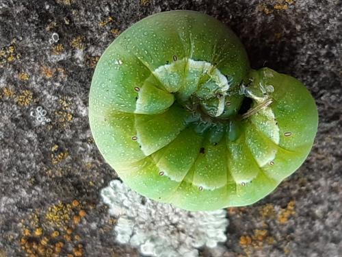 Réf. 256 084 : Polymixis flavicincta
